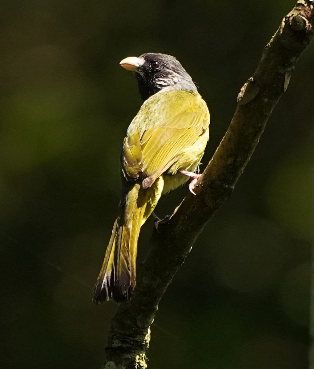 Collared Finchbill - ML622107990