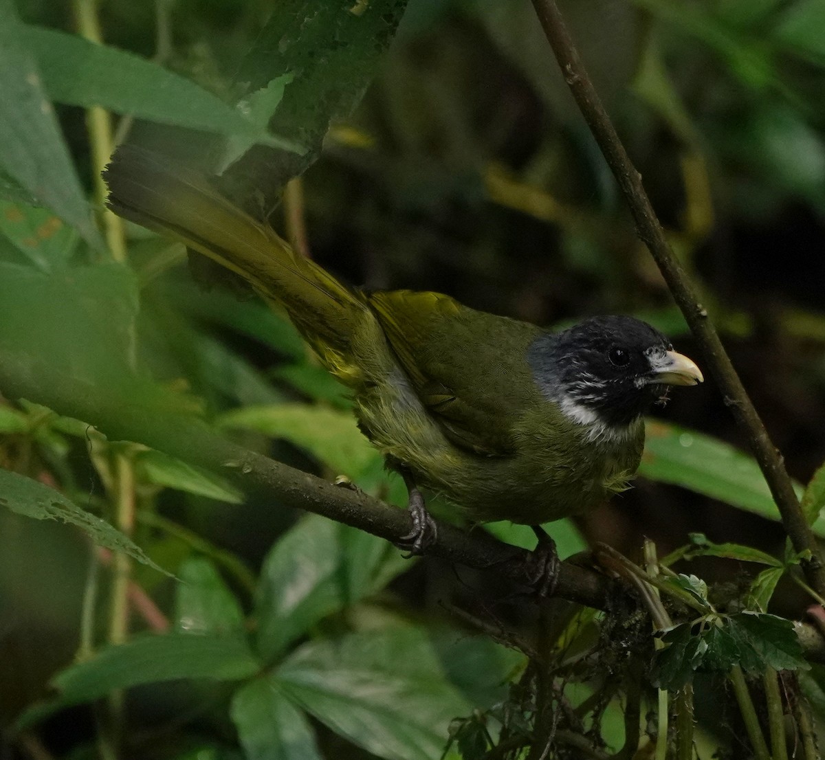 Collared Finchbill - ML622107991