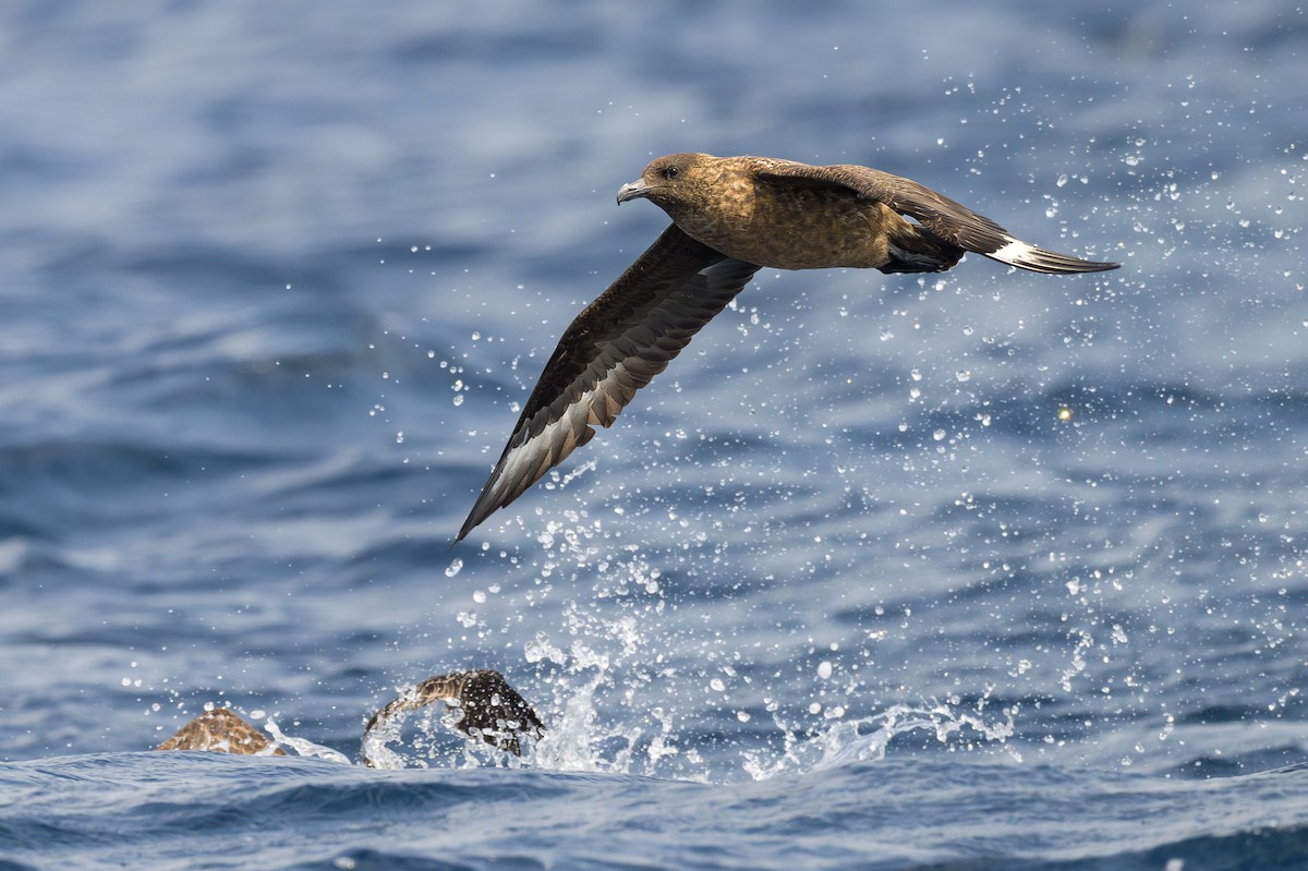 Great Skua - ML622107992