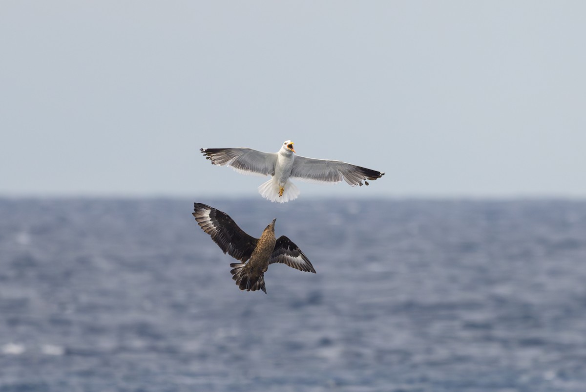 Great Skua - ML622107993