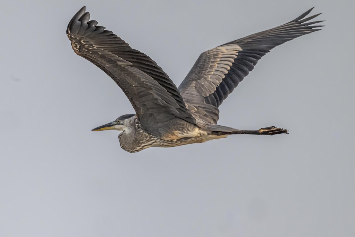 Great Blue Heron - ML622107994