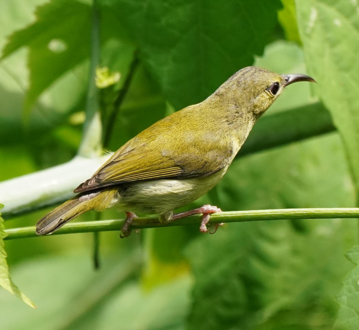 Mrs. Gould's Sunbird - ML622107995