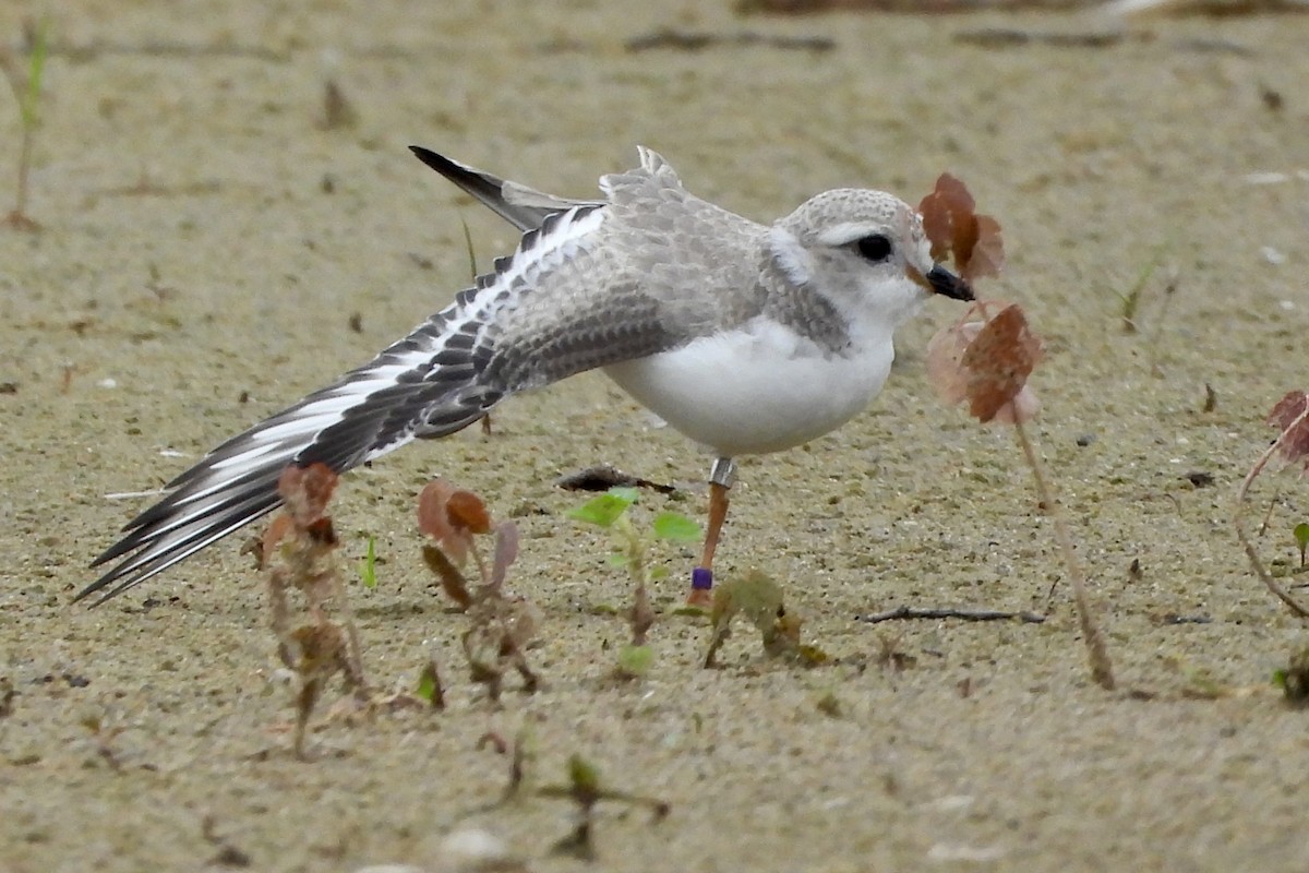 Piping Plover - ML622107996