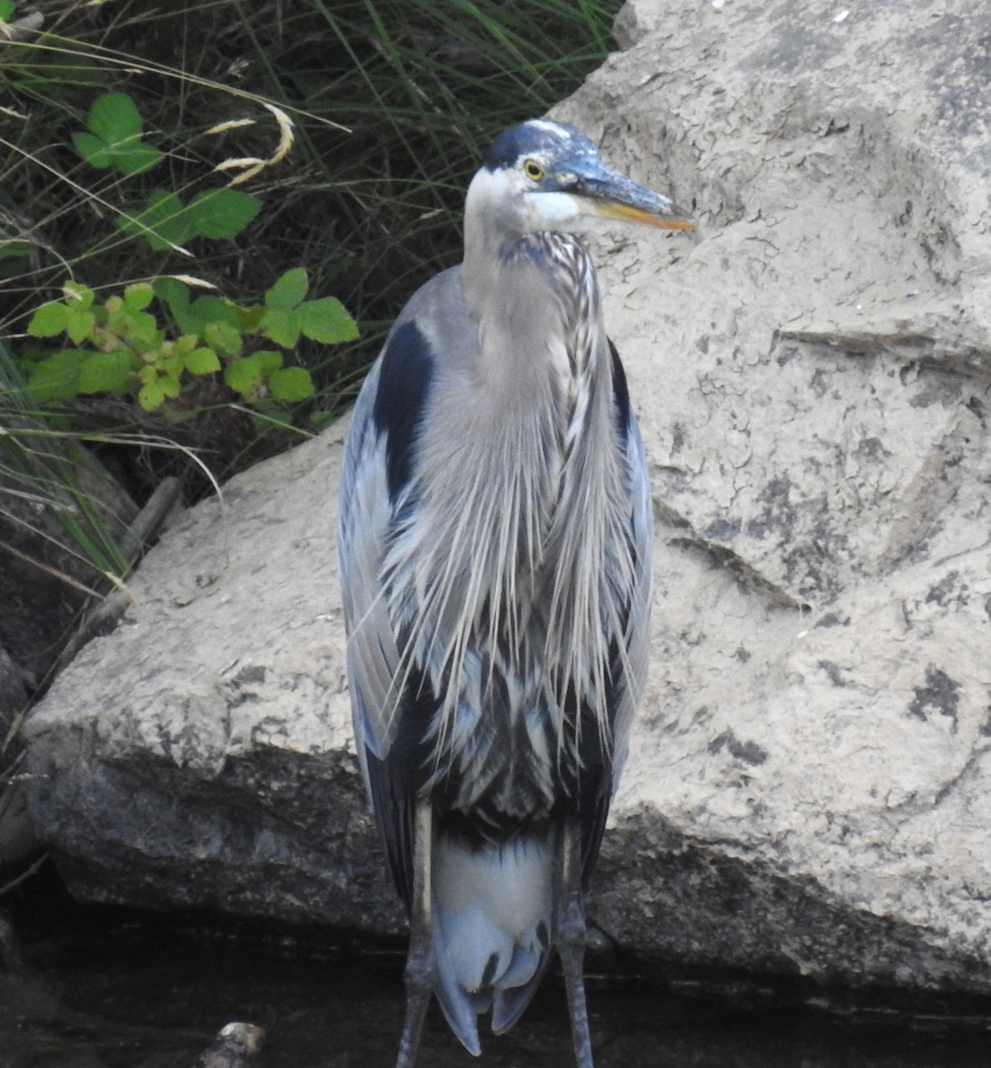 Great Blue Heron - ML622107997