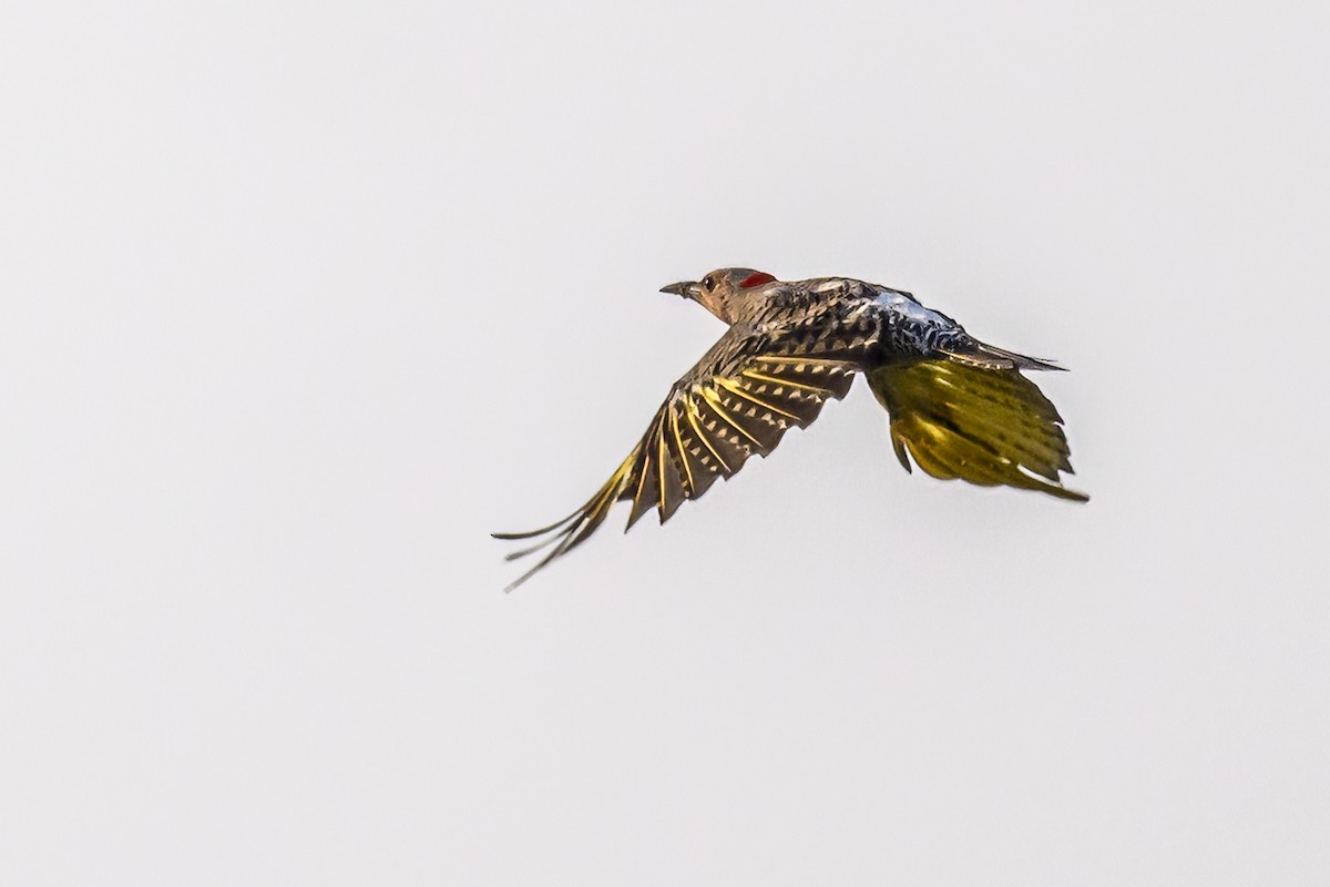 Northern Flicker - ML622107998