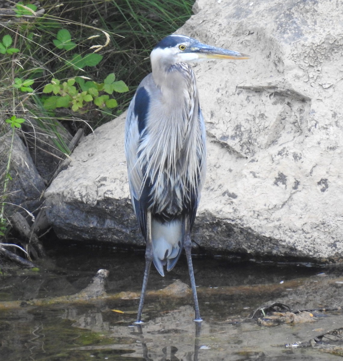 Great Blue Heron - ML622107999