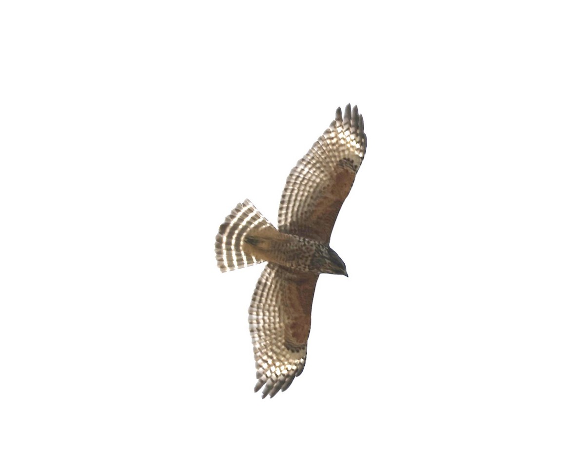 Red-shouldered Hawk - ML622108002