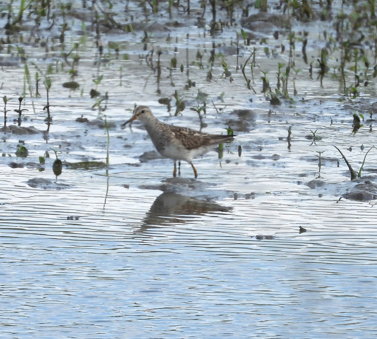 Pectoral Sandpiper - ML622108005