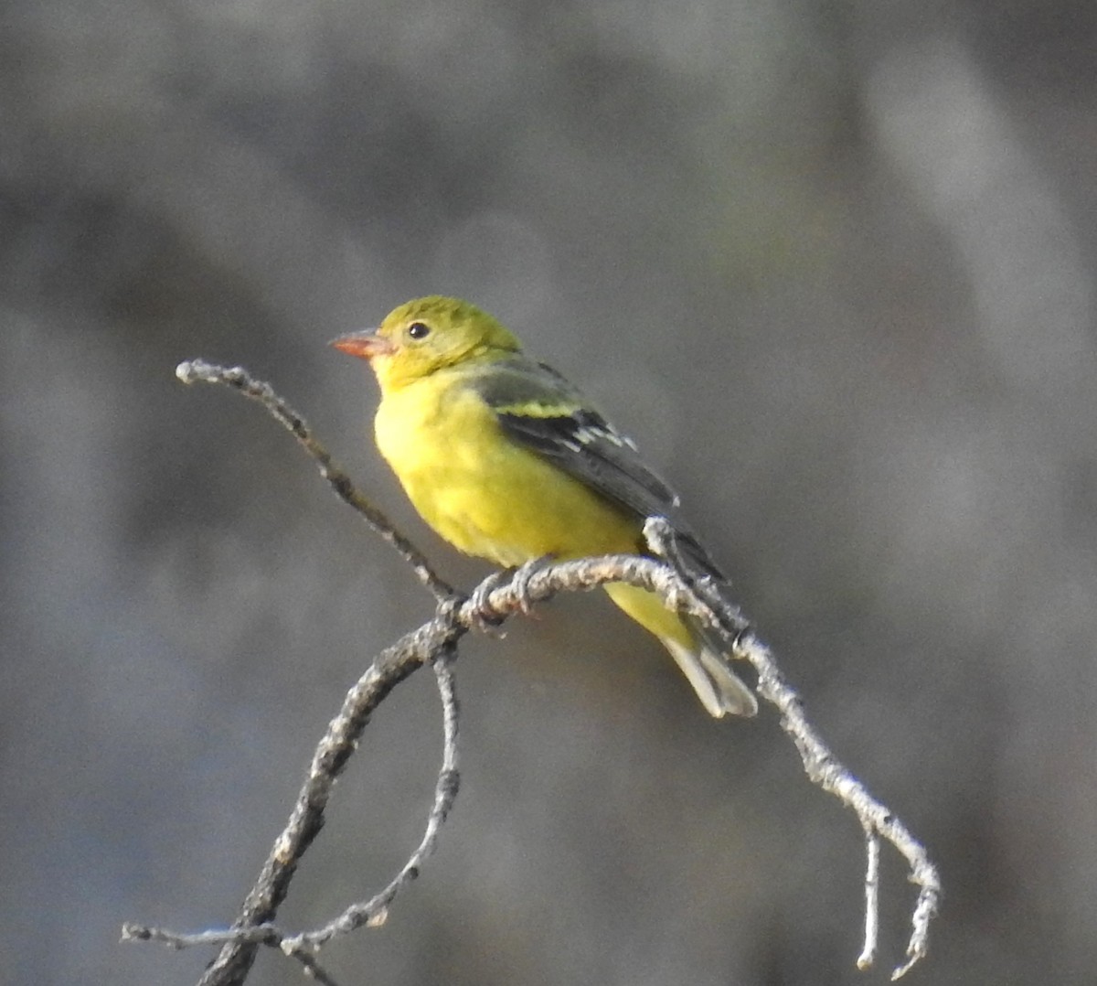 Western Tanager - ML622108006