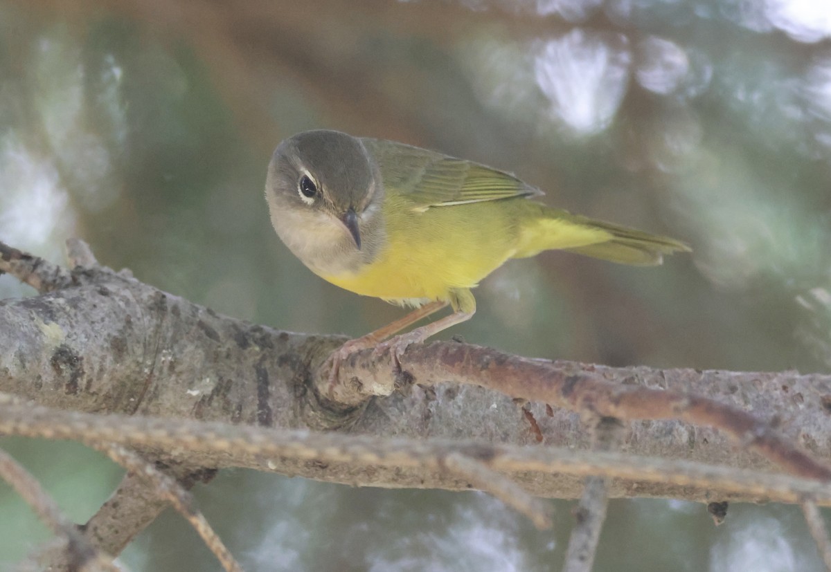 MacGillivray's Warbler - ML622108009