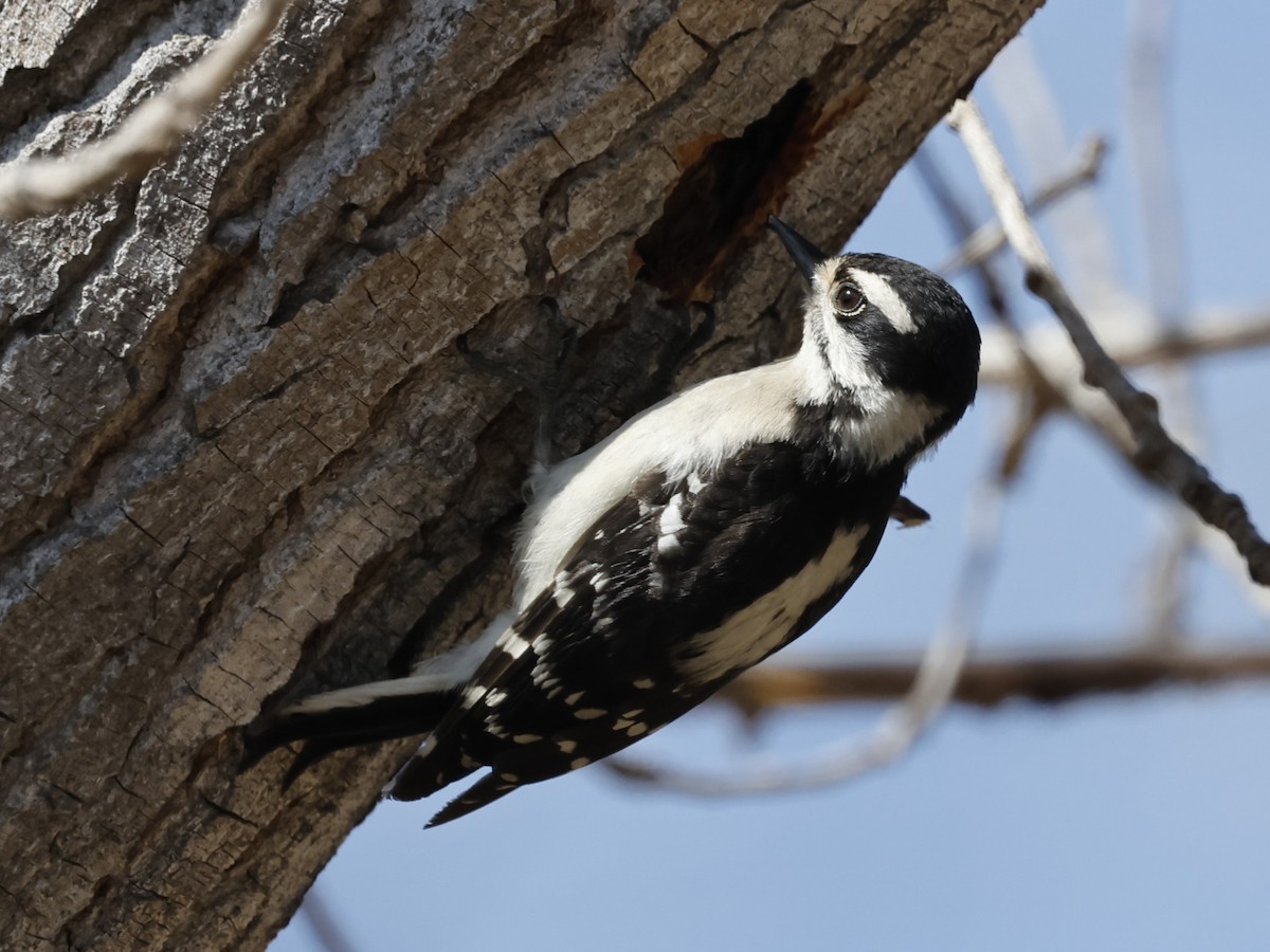 Downy Woodpecker - ML622108012