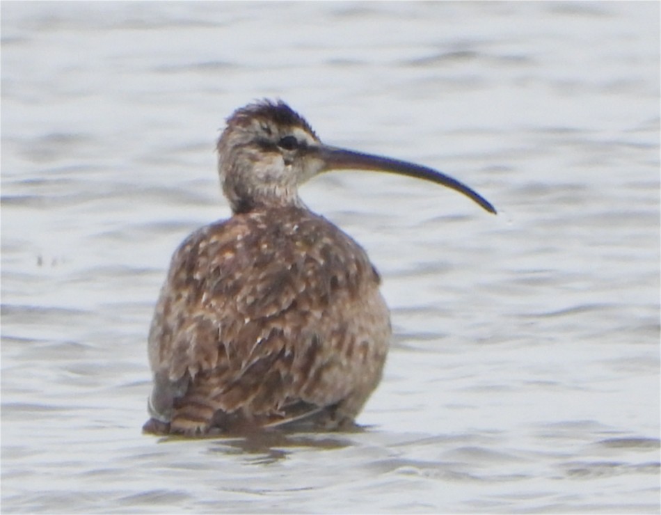 Whimbrel - Patricia Teague