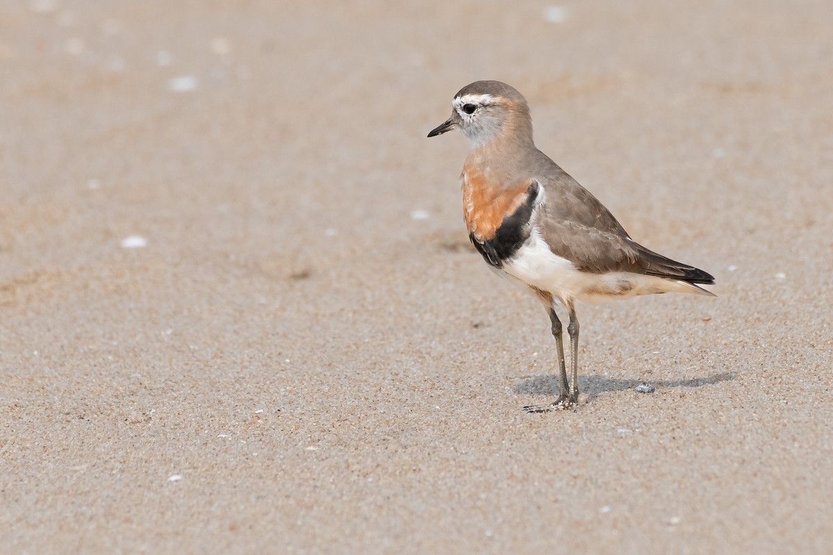 Rufous-chested Dotterel - ML622108016