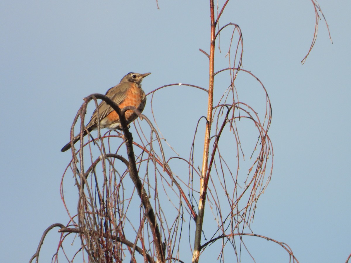 American Robin - ML622108017