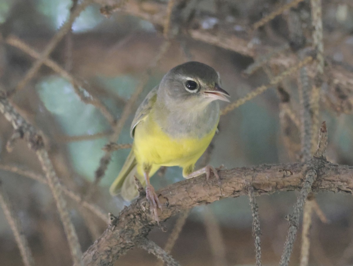 MacGillivray's Warbler - ML622108018