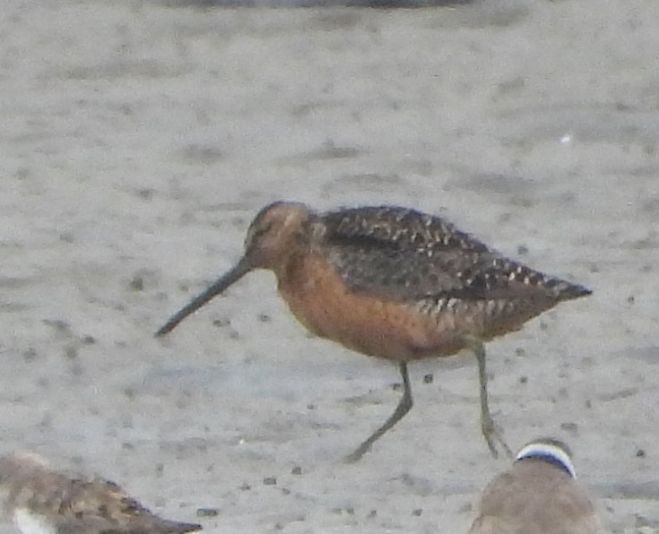 Long-billed Dowitcher - ML622108019