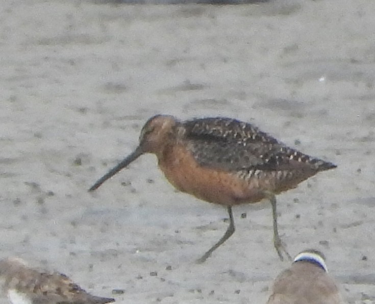 Long-billed Dowitcher - Patricia Teague