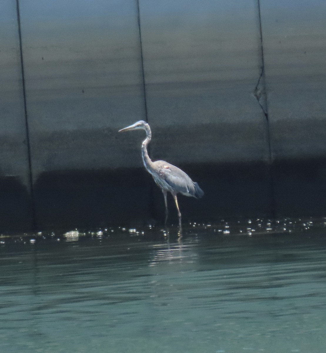 Great Blue Heron - ML622108021