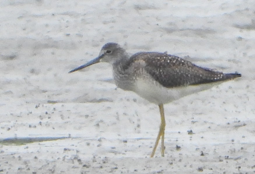 Greater Yellowlegs - ML622108027