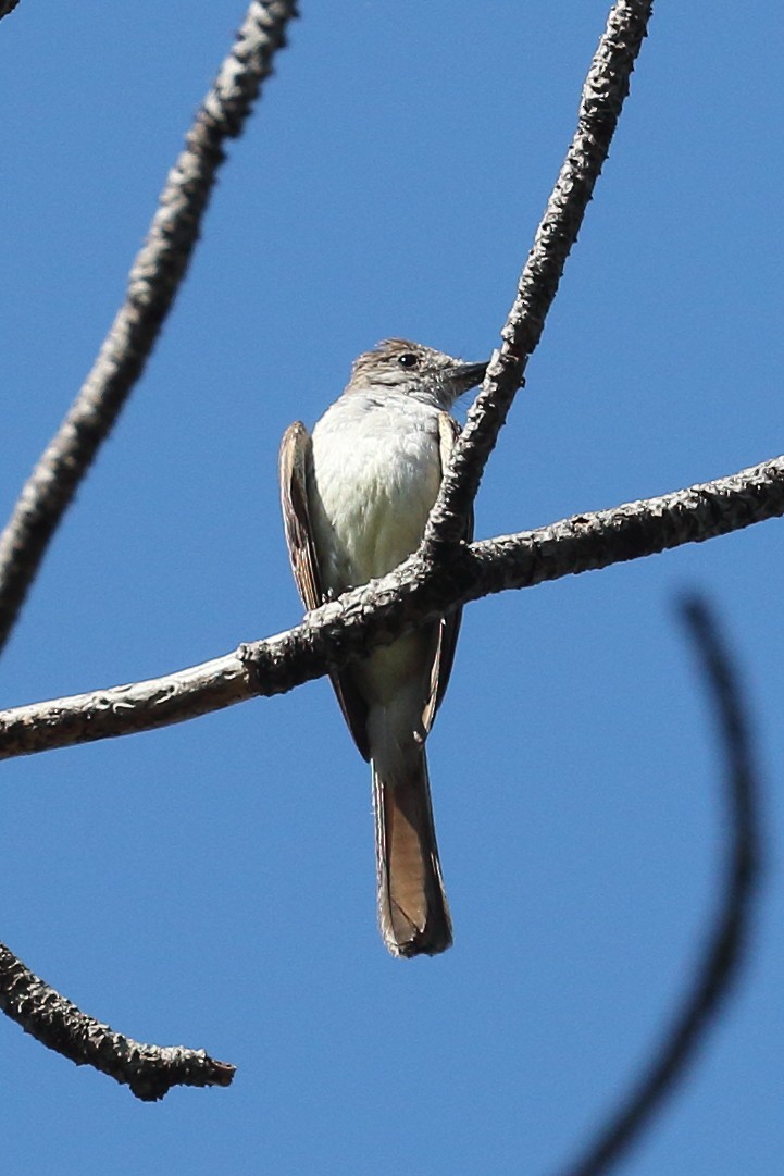 Ash-throated Flycatcher - ML622108028