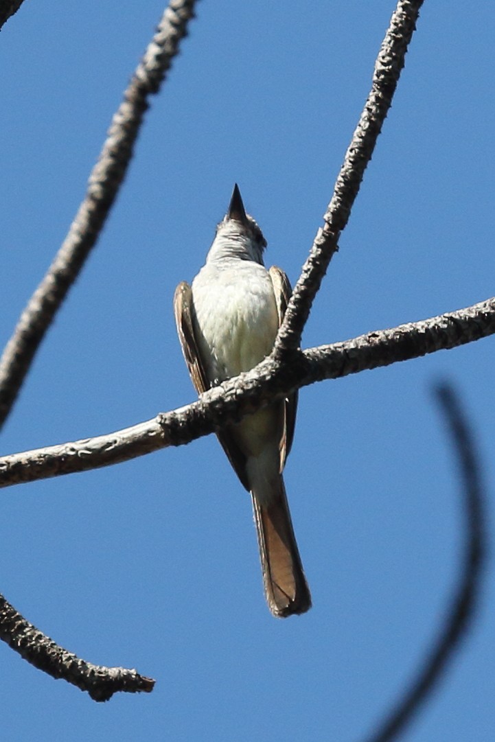 Ash-throated Flycatcher - ML622108029