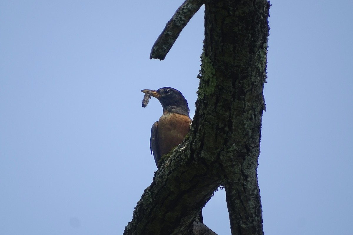 American Robin - ML622108033