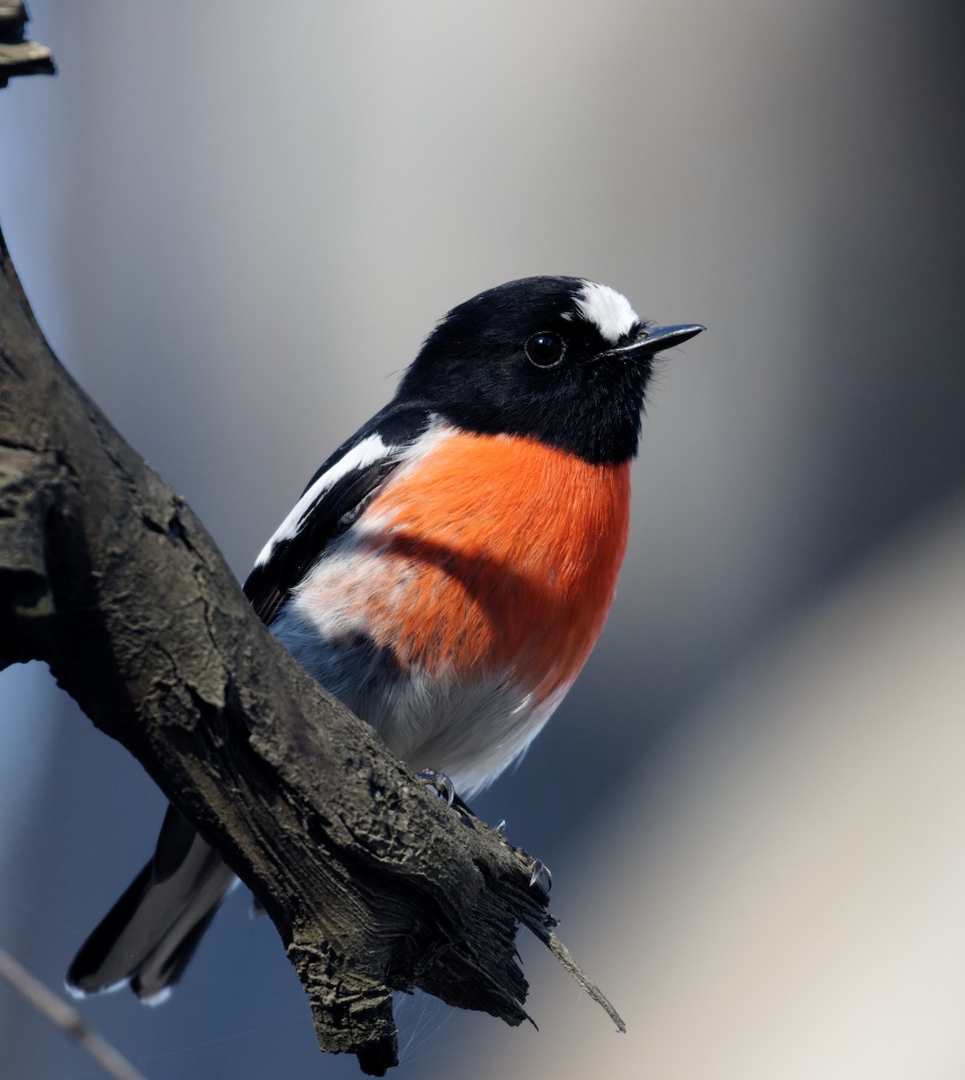 Scarlet Robin - ML622108035