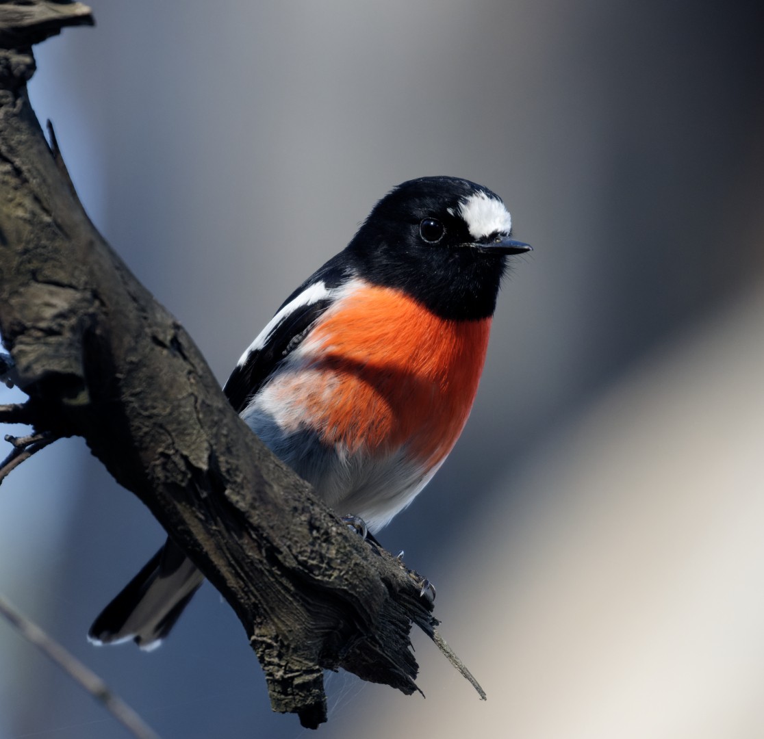 Scarlet Robin - ML622108036