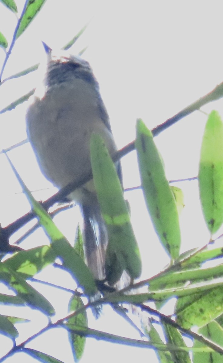 Bushtit - ML622108043