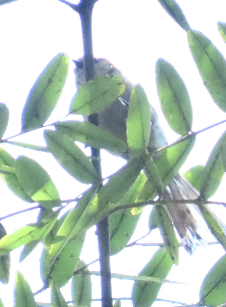 Bushtit - ML622108044