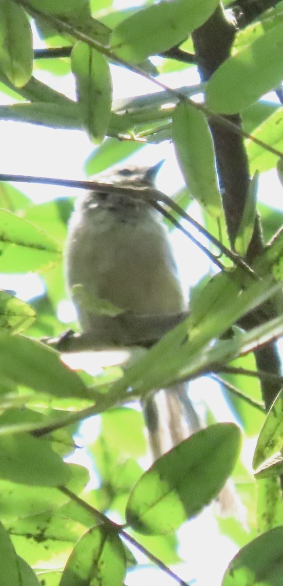 Bushtit - ML622108045