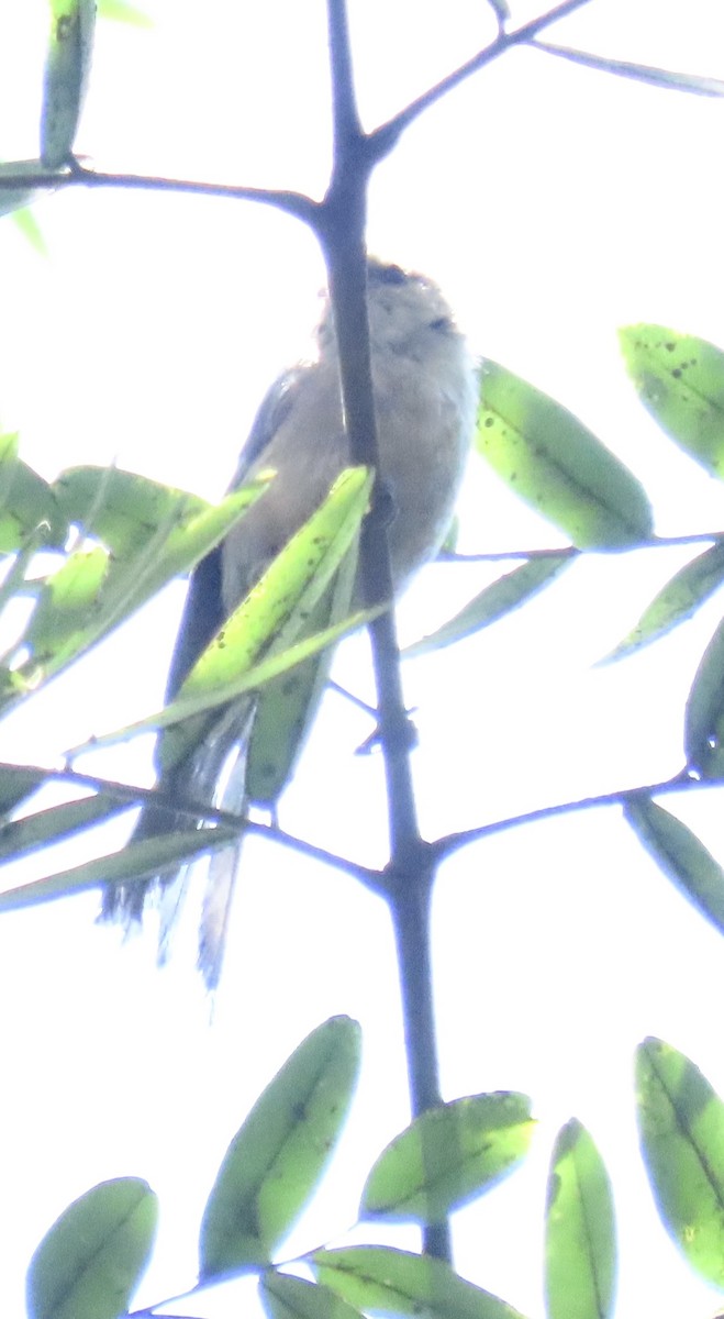 Bushtit - ML622108046