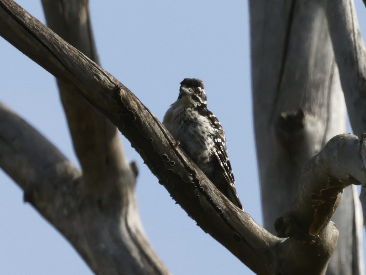 Nuttall's Woodpecker - ML622108048