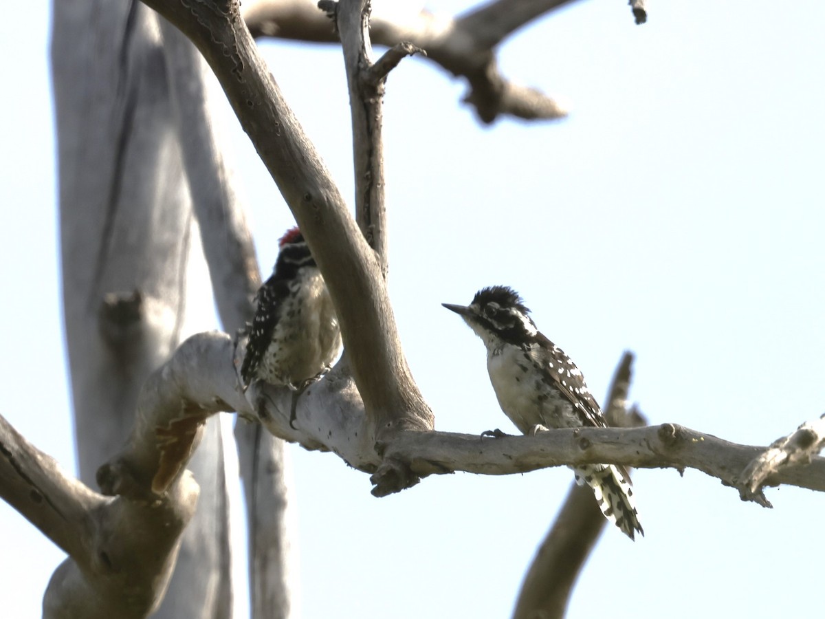 Nuttall's Woodpecker - ML622108049