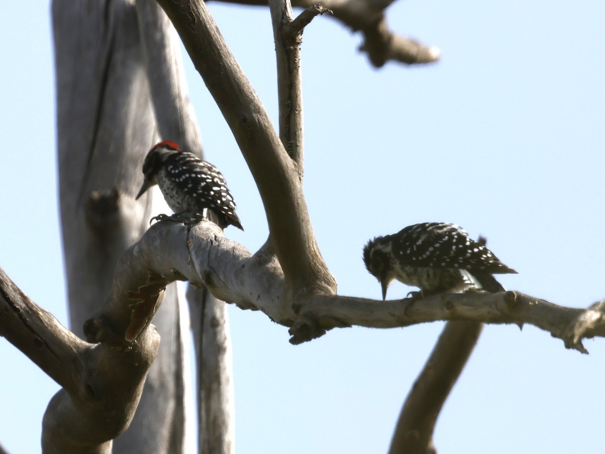 Nuttall's Woodpecker - ML622108050