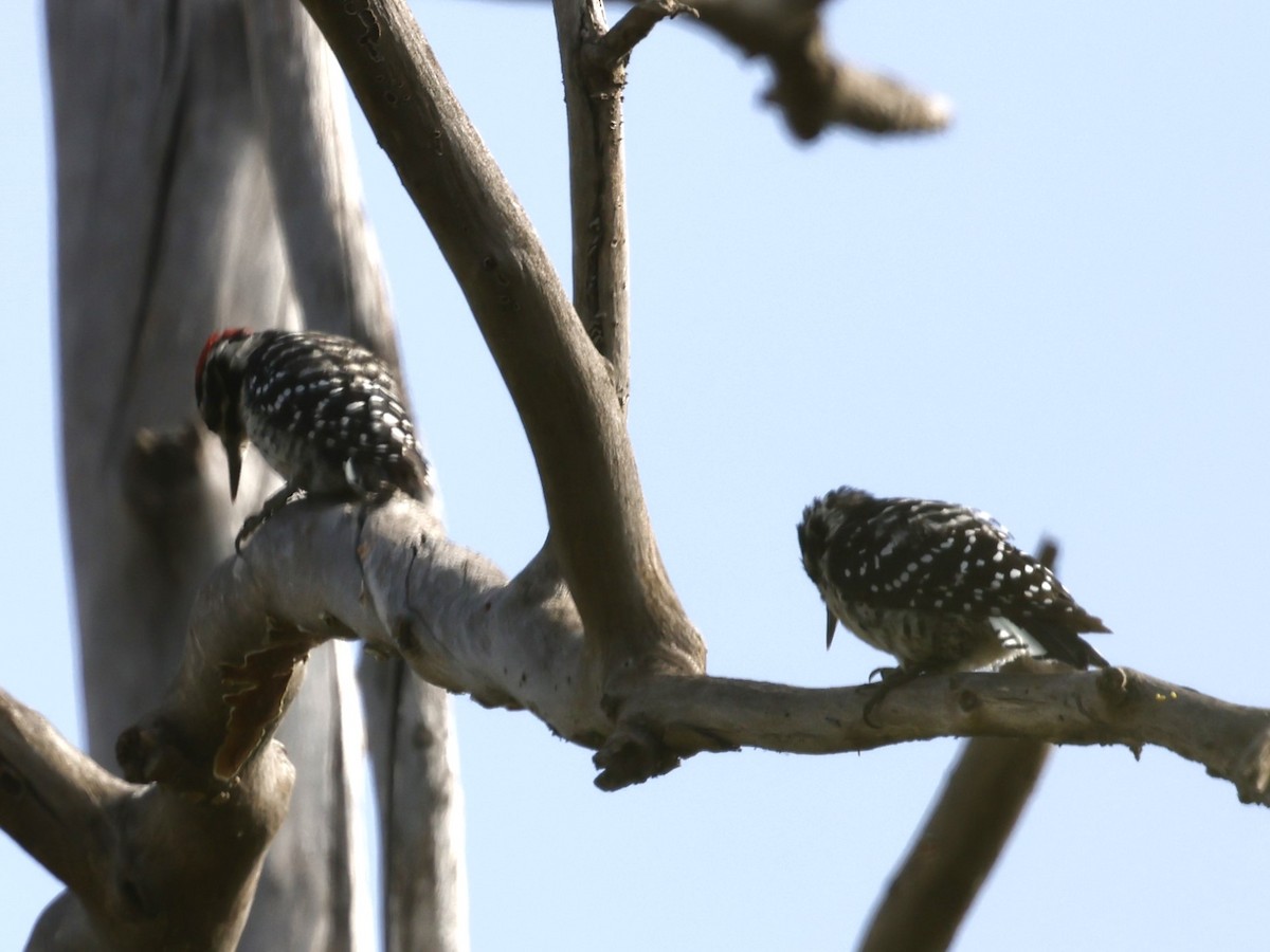 Nuttall's Woodpecker - ML622108051