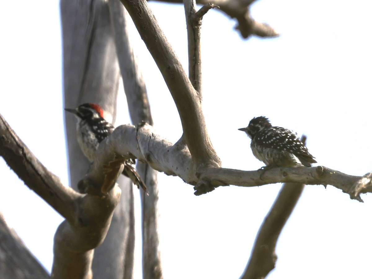 Nuttall's Woodpecker - ML622108052