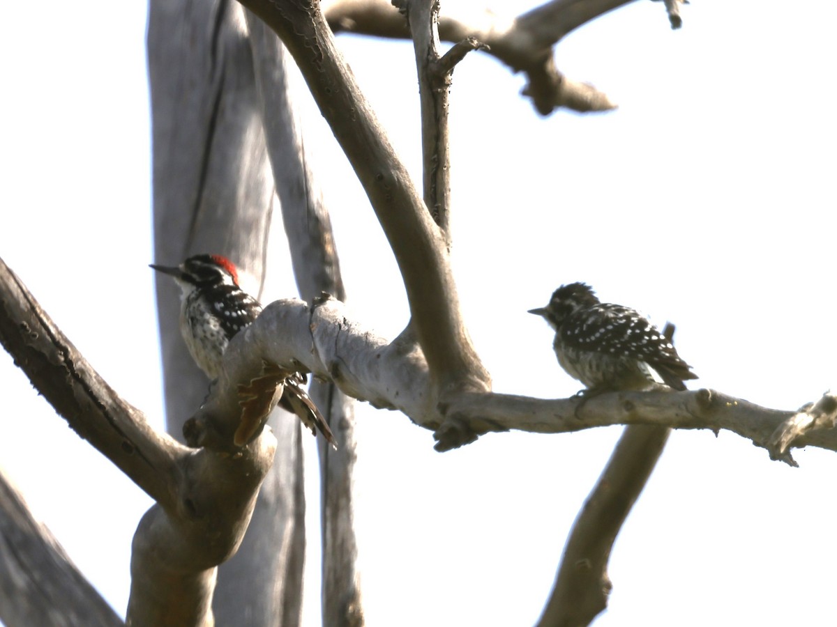 Nuttall's Woodpecker - ML622108053