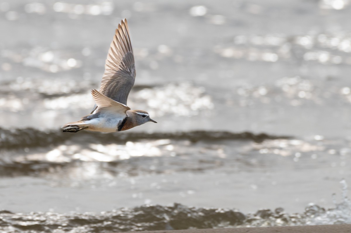 Rufous-chested Dotterel - ML622108066