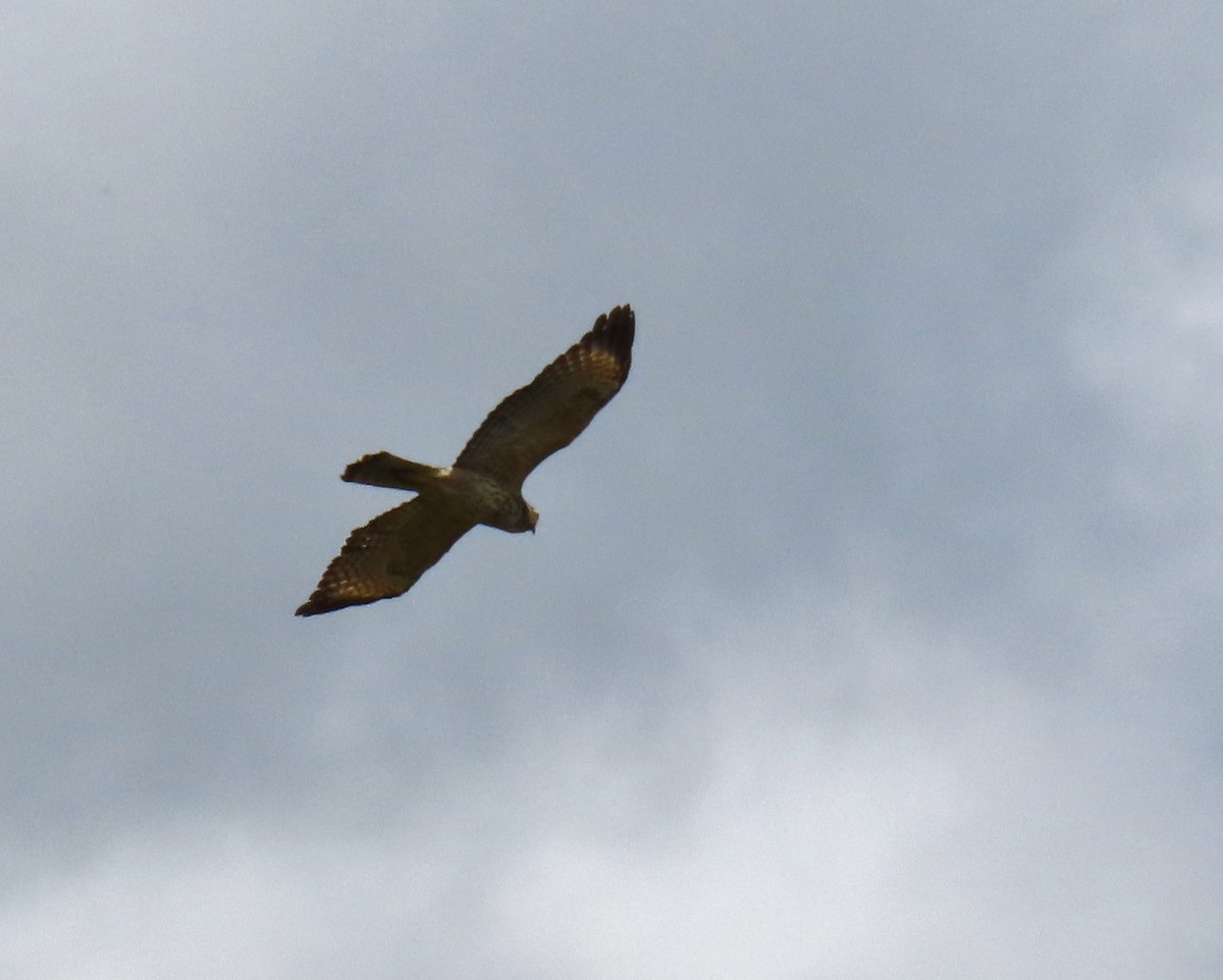 hawk sp. - ML622108067