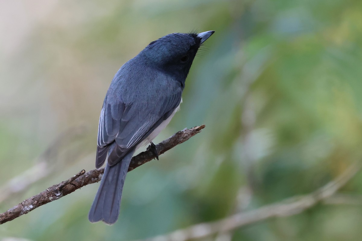 Leaden Flycatcher - ML622108070