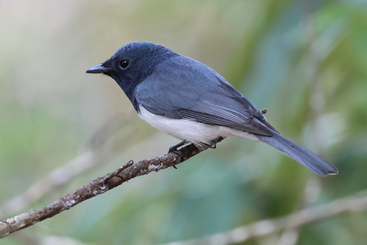 Leaden Flycatcher - ML622108071