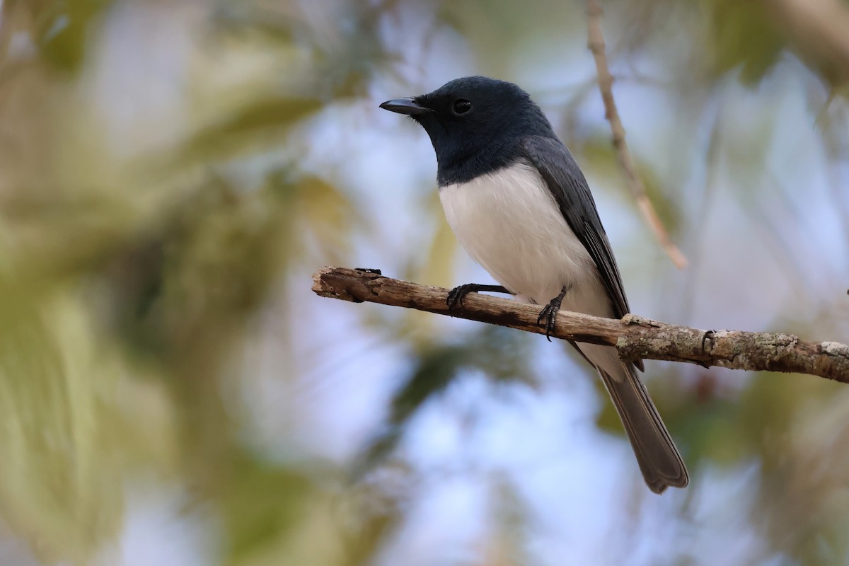 Leaden Flycatcher - ML622108072