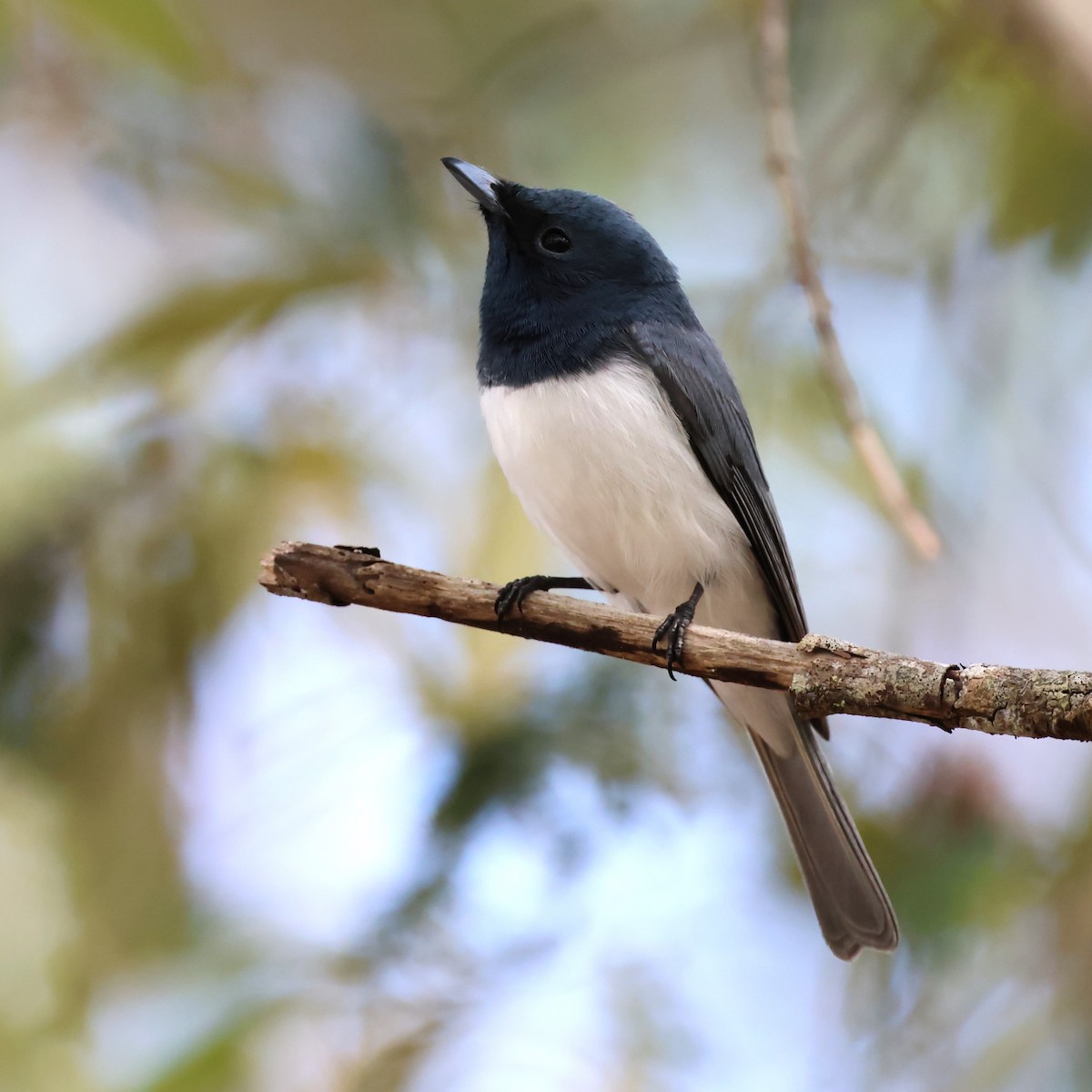 Leaden Flycatcher - ML622108073