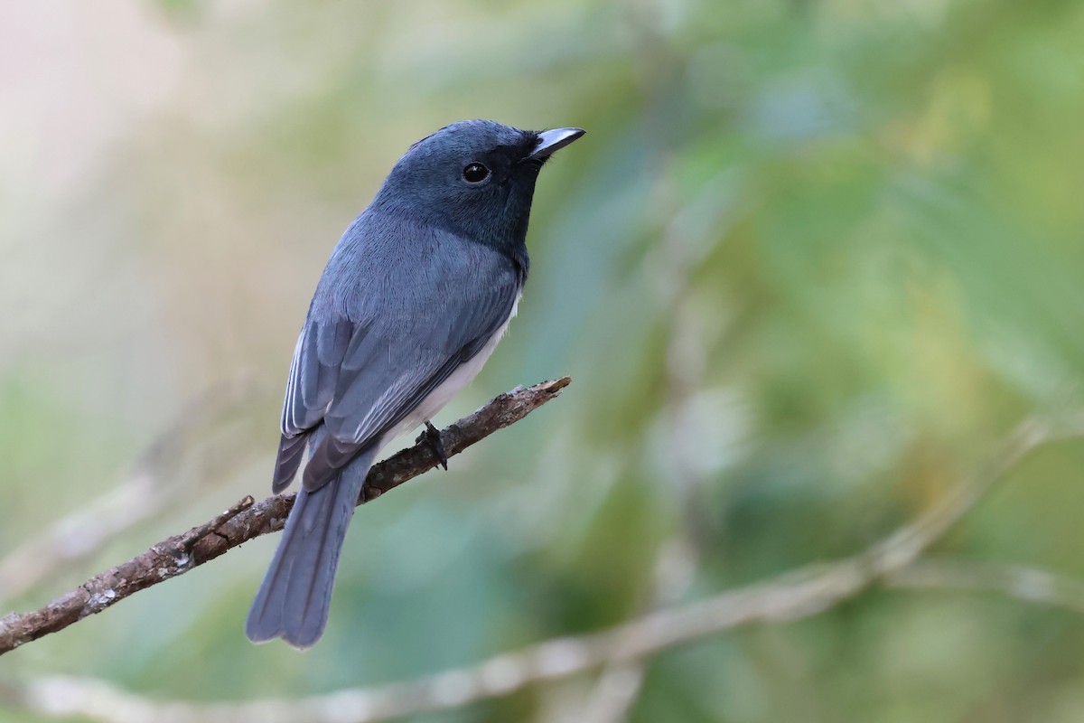 Leaden Flycatcher - ML622108074