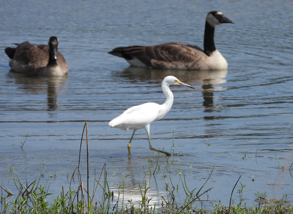 Snowy Egret - ML622108075