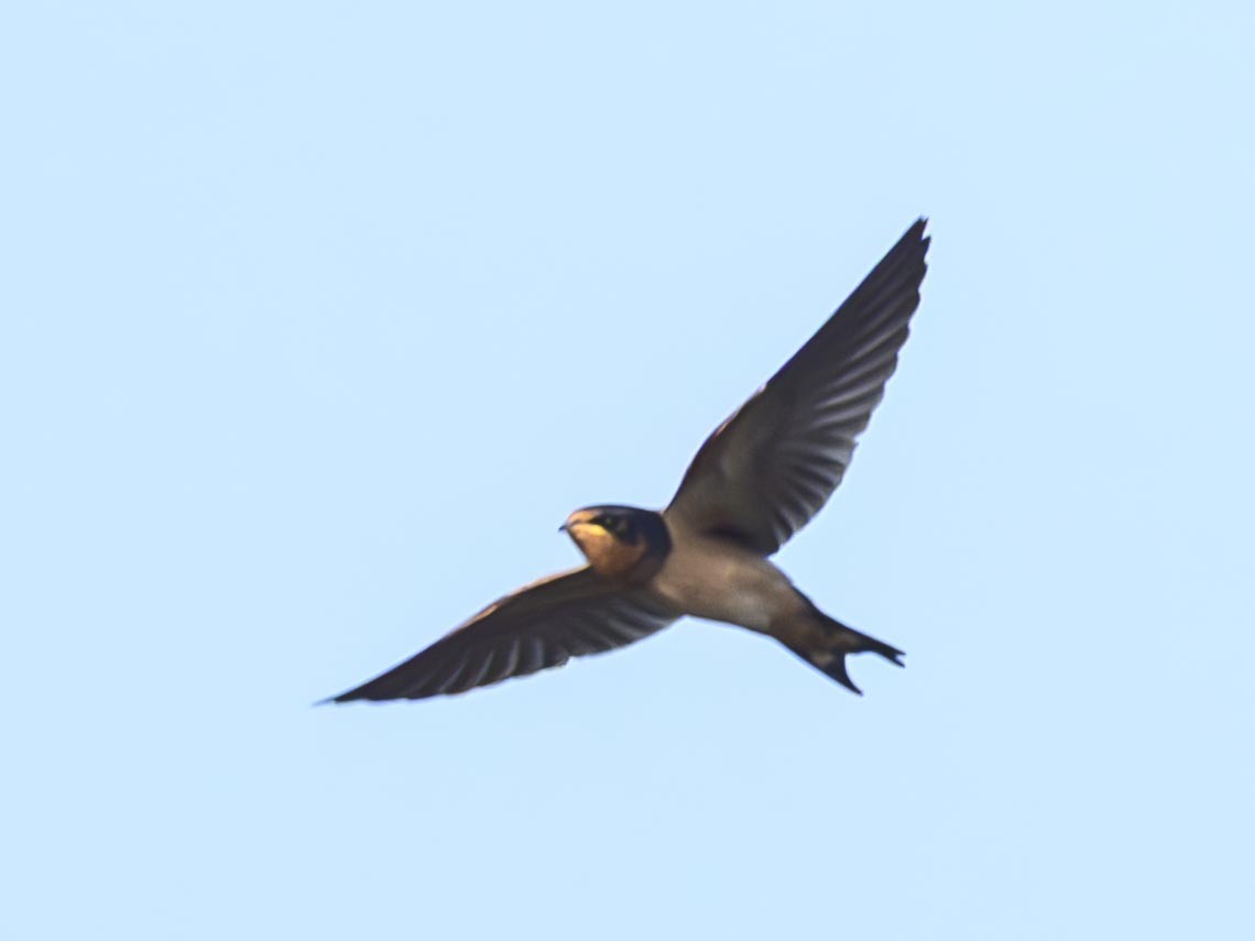 Barn Swallow - ML622108076