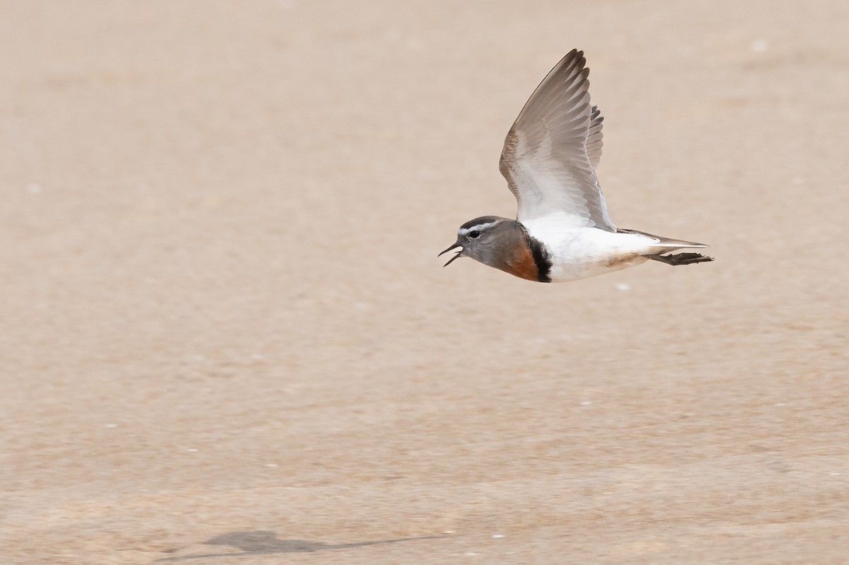 Rufous-chested Dotterel - ML622108079