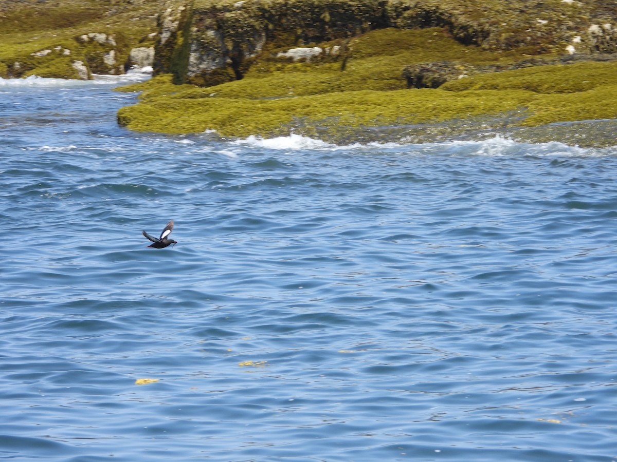 Black Guillemot - ML622108080