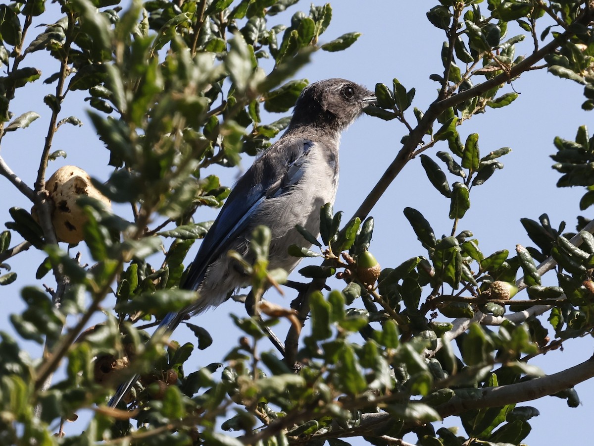 California Scrub-Jay - ML622108081